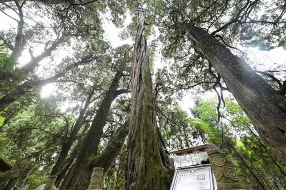 2025新澳门原料免费